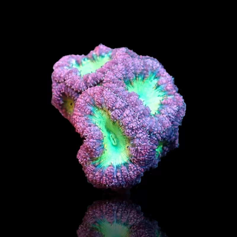 Blastomusa wellsi grey green per polyp Australie Blastomusa wellsi grey green per polyp Australie