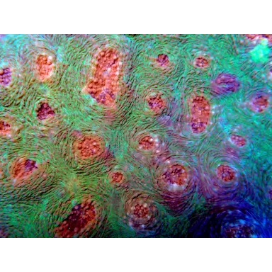 Echinophyllia spp Assorted M size