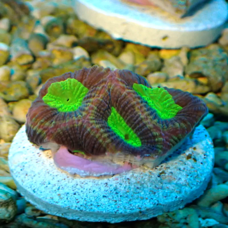 Œil extraterrestre de Goniastrea - Âme du dragon