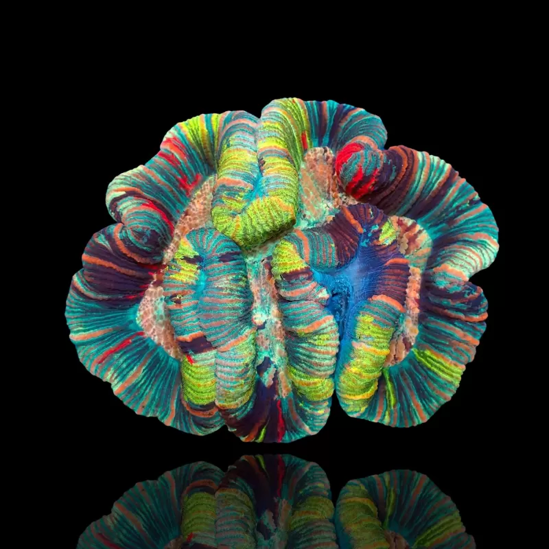 Trachyphyllia geoffroyi Master L size Australie Trachyphyllia geoffroyi Master L size Australie