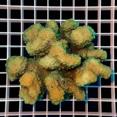 Pocillopora green XL