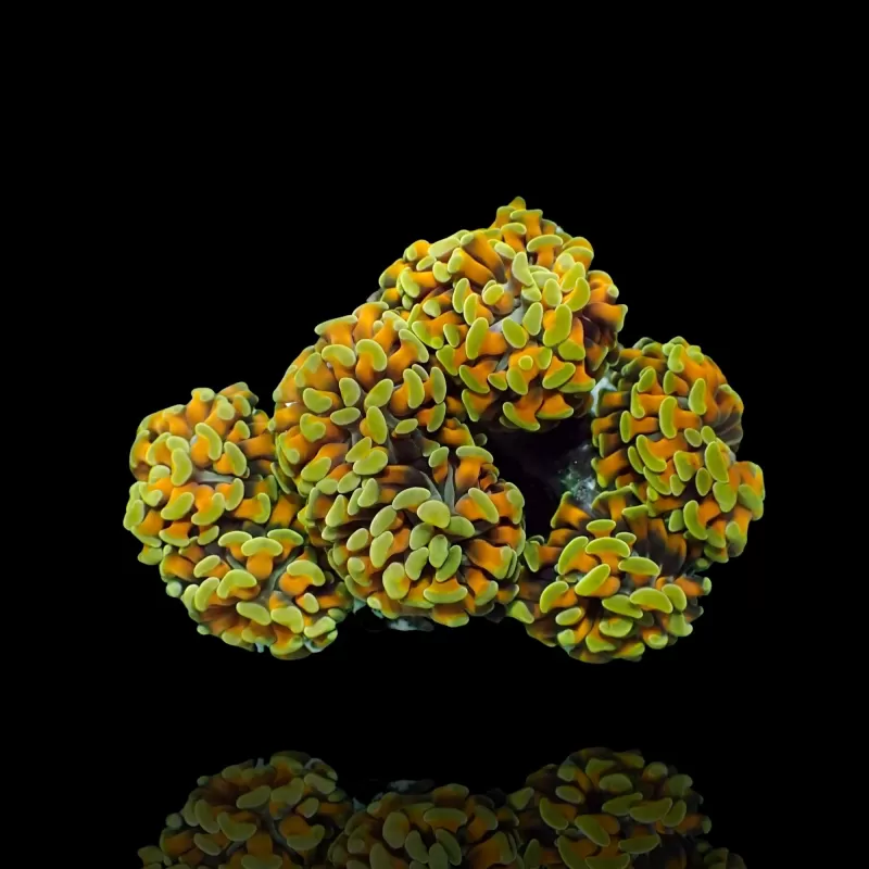 Euphyllia paraancora Gold per Head Euphyllia paraancora Gold per Head