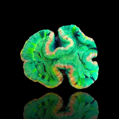 Trachyphyllia geoffroyi Premium Australie