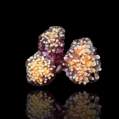 Euphyllia Glabrescens Black Tiger Per head Euphyllia Glabrescens Black Tiger Per head