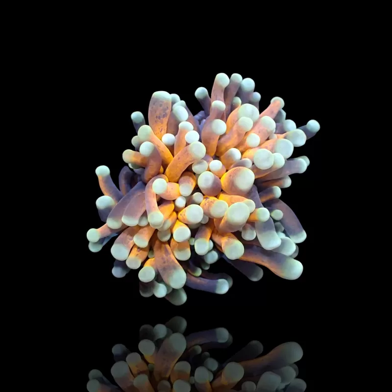 Euphyllia Glabrescens Black Tiger Per head Euphyllia Glabrescens Black Tiger Per head