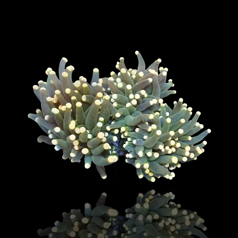 Euphyllia Cristata per head Euphyllia Cristata per head