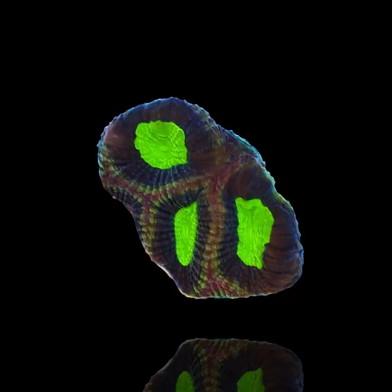 Œil extraterrestre de Goniastrea - Âme du dragon