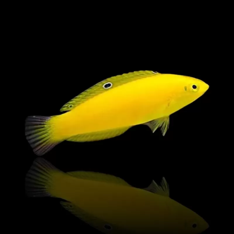 Halichoerus Chrysus M