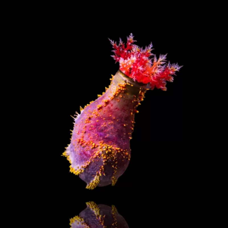 Pseudocolochirus Violaceus Pseudocolochirus Violaceus