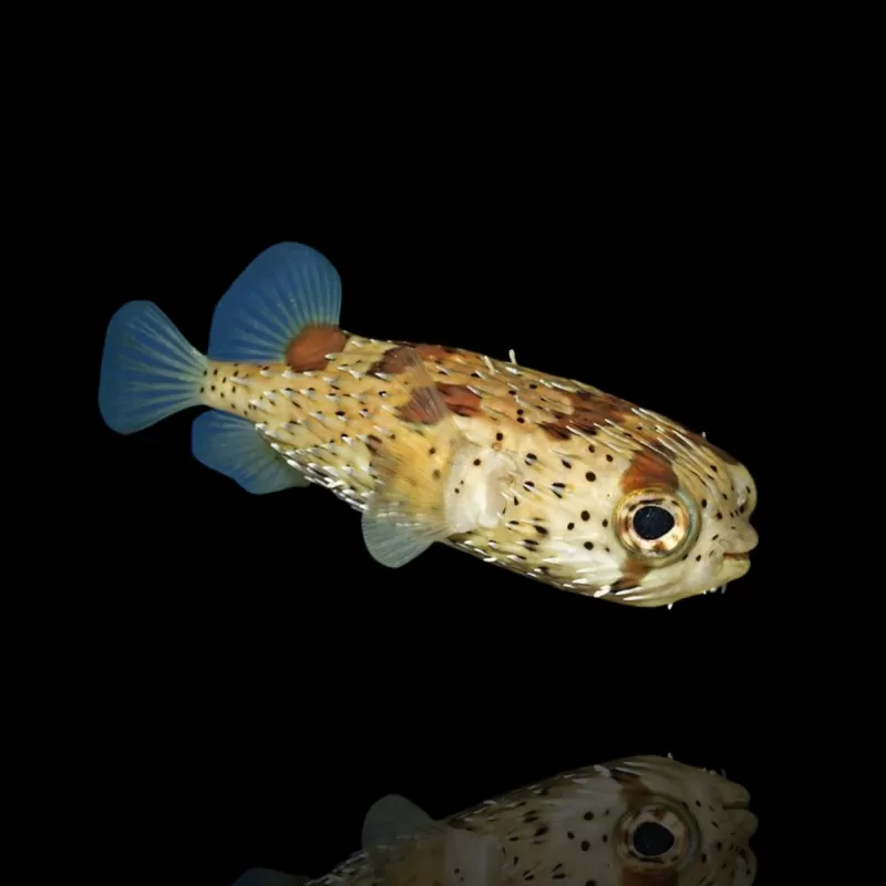 Diodon holocanthus Diodon holocanthus