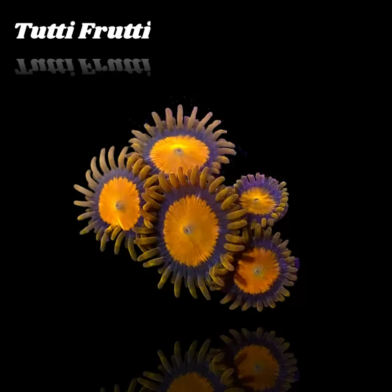 Zoanthus Tutti Frutti Frag S size Zoanthus Tutti Frutti Frag S size