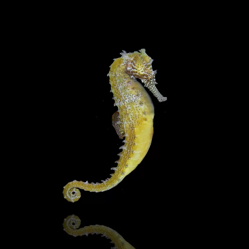 Hippocampus Barbouri Hippocampus Barbouri