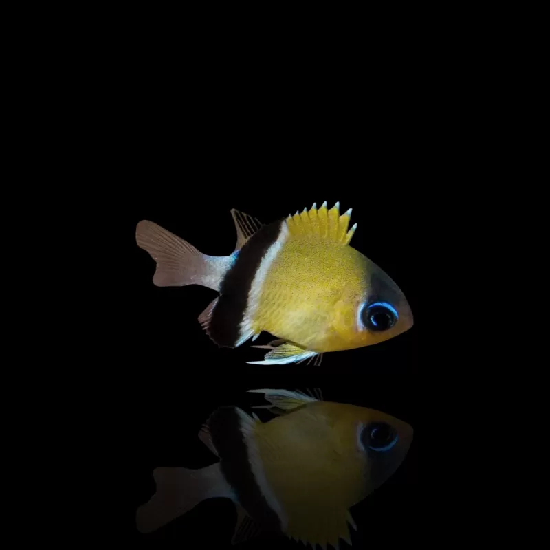 Chromis Retrofasciata Chromis Retrofasciata