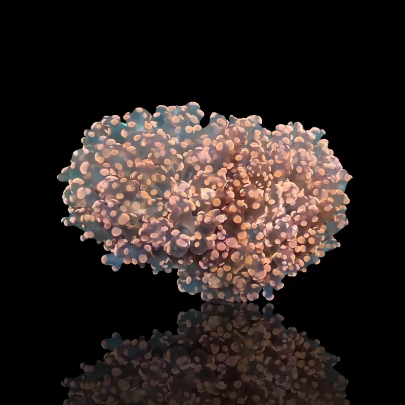 Euphyllia Divisa Orange M L size Euphyllia Divisa Orange M L size