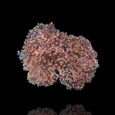 Euphyllia Divisa Orange M L size