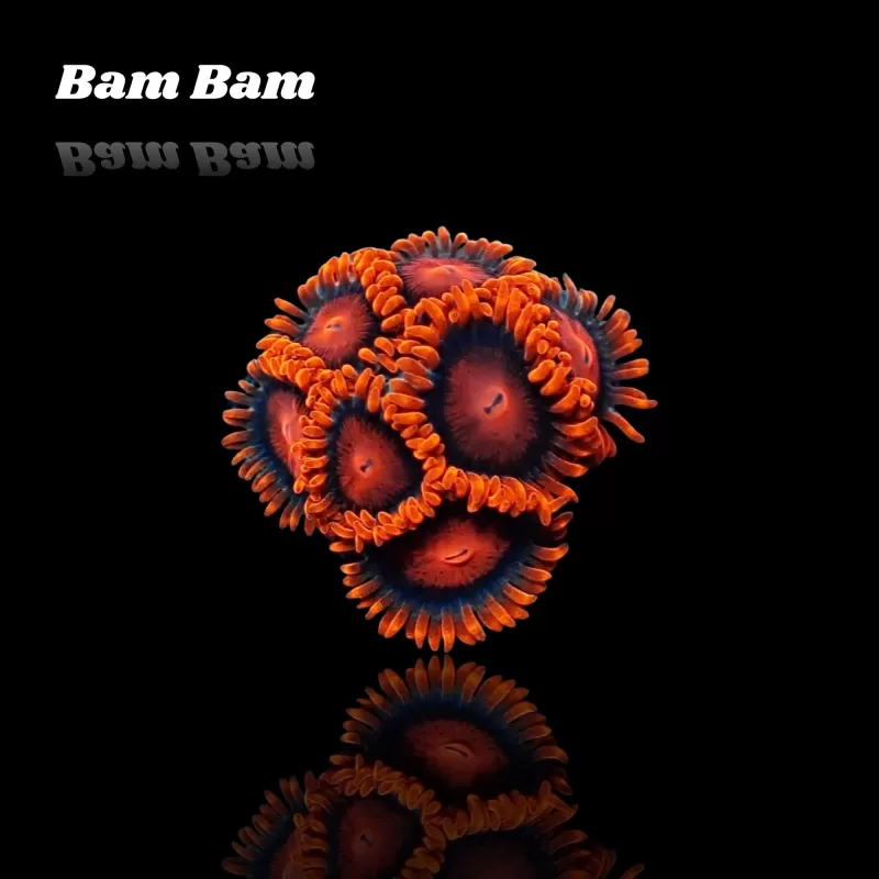 Zoanthus Bam Bam Frag S size Zoanthus Bam Bam Frag S size