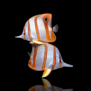 Chelmon rostratus frozen food aclimatized