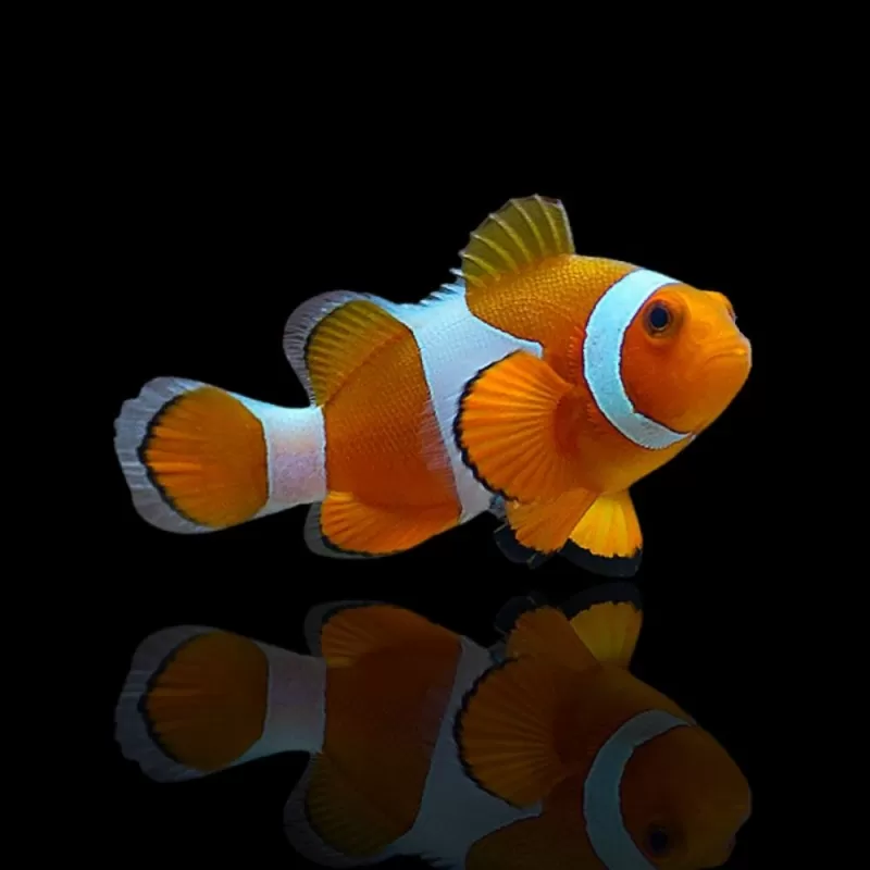 Amphiprion Occelaris L Amphiprion Occelaris L