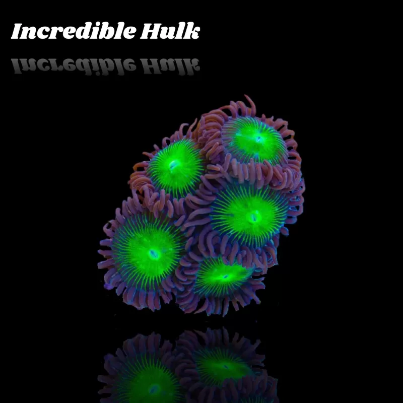 Zoanthus Incredible Hulk Zoanthus Incredible Hulk
