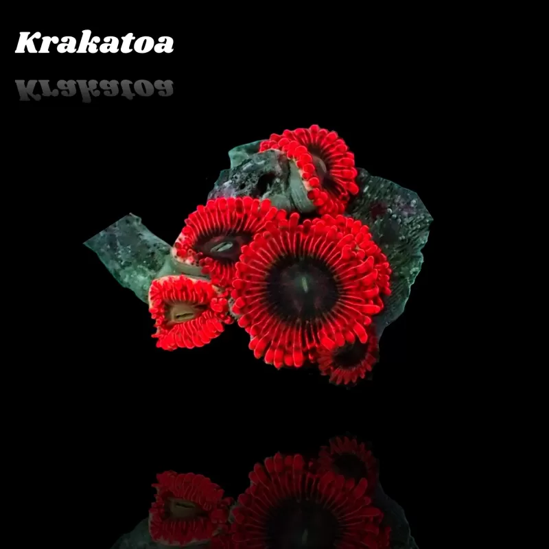 Zoanthus Krakatoa