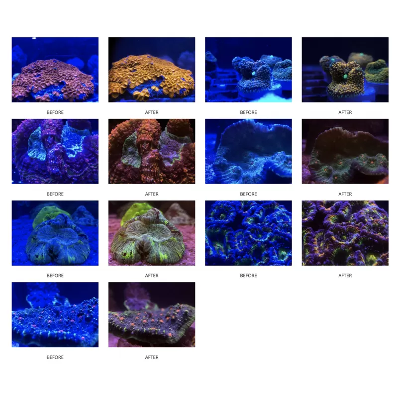 DD Koralle Farblinse XL