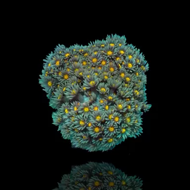 Goniopora Sp Orange Heart M size