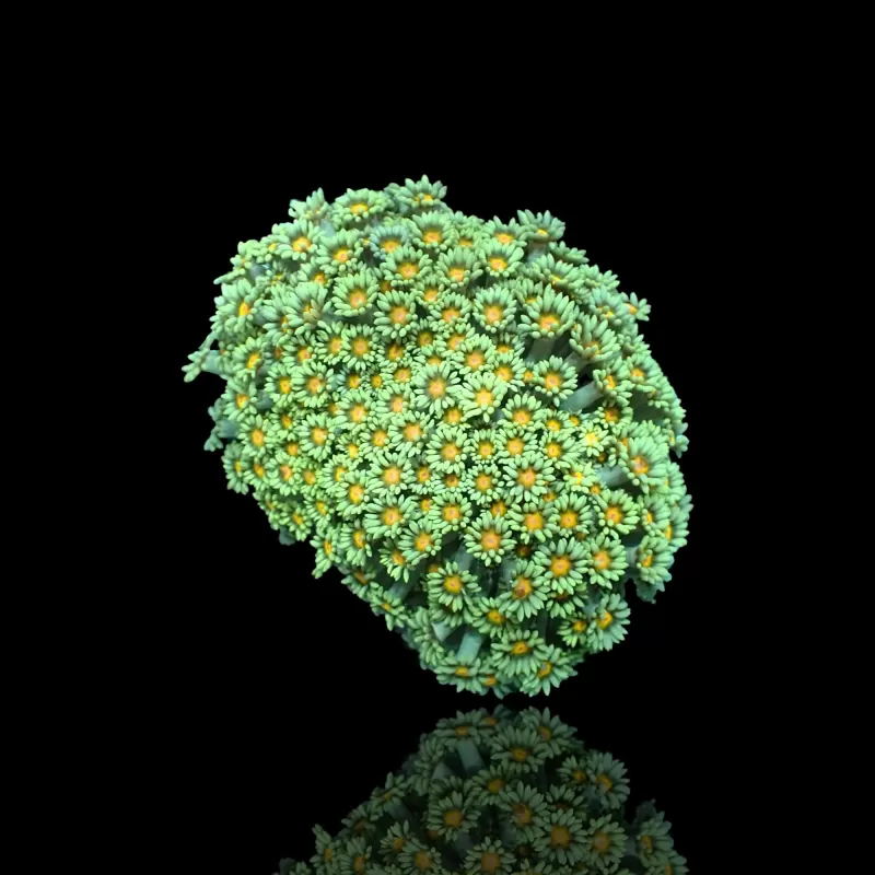 Goniopora sp. Groen met Geel/Oranje