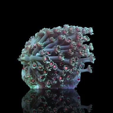 Goniopora Sp Red Heart M size