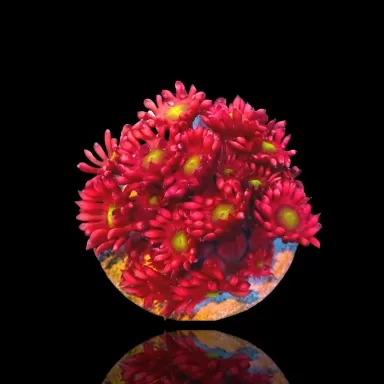 Goniopora sp Australie Red (M)