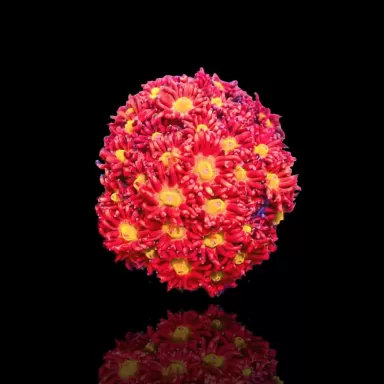 Goniopora sp Australie Red (M)