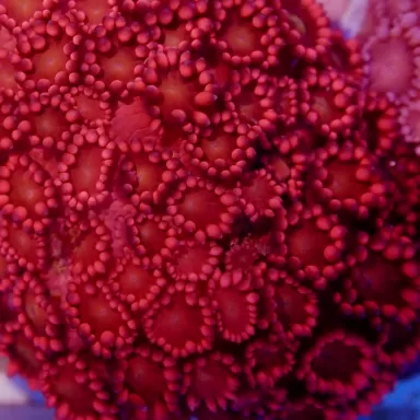 Goniopora sp Australie Red (M)