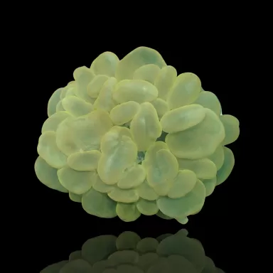 Plerogyra Sinuosa Green L size