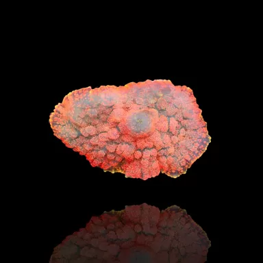 Rhodactis Pumpkin spice (per oor)