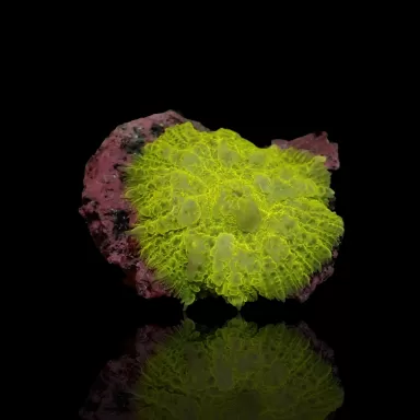 Rhodactis lemon lime 1 ear