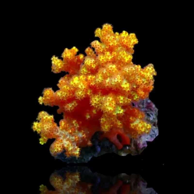 Dendronephthya Orange XL size Dendronephthya Orange XL size