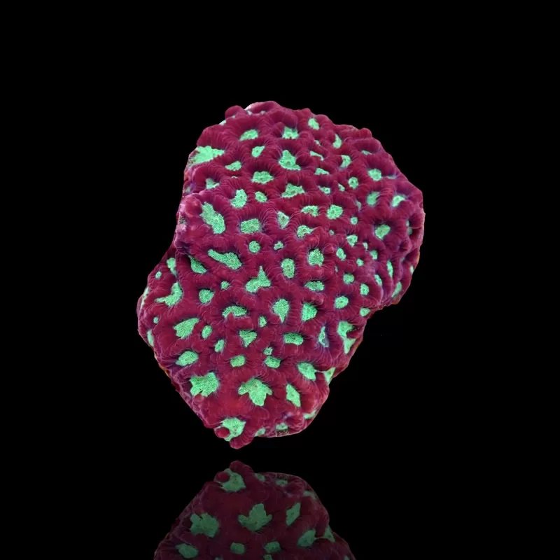 Favites sp Red M size Favites sp Red M size