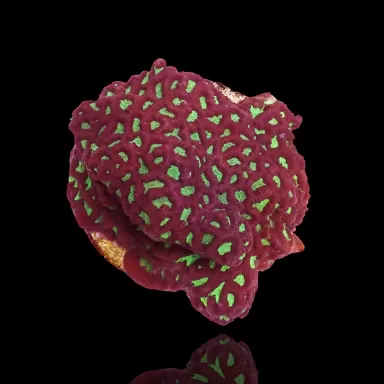 Favites sp Red M size