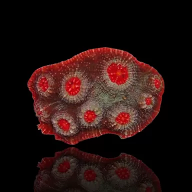 Echinophyllia sp. verschiedene Farben kaufen S-Größe (Fragment) | Coralandfishstore.nl