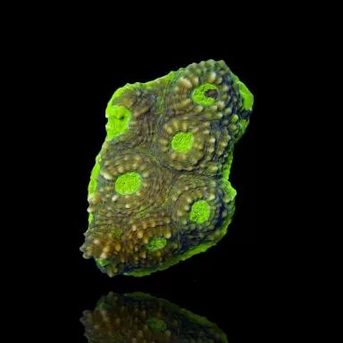 Echinophyllia sp. verschiedene Farben kaufen S-Größe (Fragment) | Coralandfishstore.nl