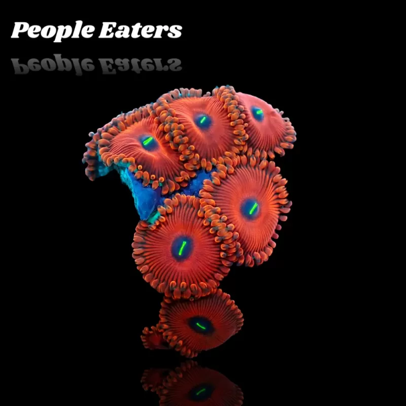 Menschenfresser Roter Zoanthus| Coralandfishstore.nl Menschenfresser Roter Zoanthus| Coralandfishstore.nl
