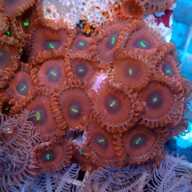 Menschenfresser Roter Zoanthus| Coralandfishstore.nl