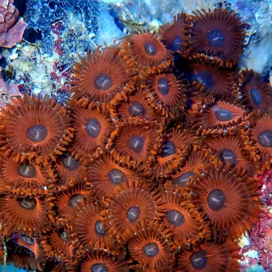 Menschenfresser Roter Zoanthus| Coralandfishstore.nl