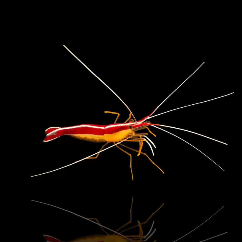 Lysmata Amboinensis Putzergarnelen kaufen? |Coralandfishstore.nl