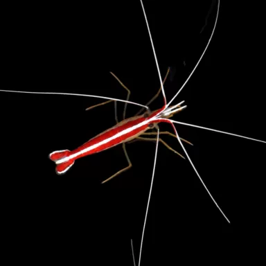 Lysmata Amboinensis Putzergarnelen kaufen? |Coralandfishstore.nl