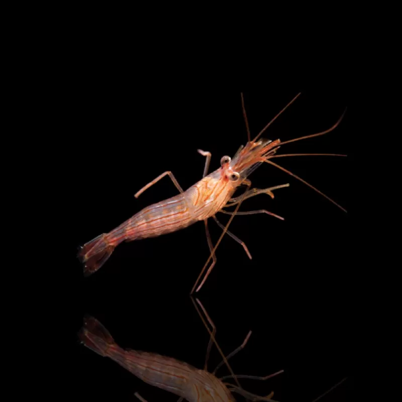 Möchten Sie Lysmata Wurdemanni - Pfefferminzgarnelen kaufen? | Coralandfishstore.nl Möchten Sie Lysmata Wurdemanni - Pfefferminzgarnelen kaufen? | Coralandfishstore.nl