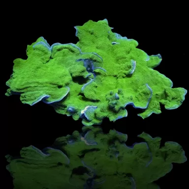 Montipora Green kaufen? | Coralandfishstore.nl