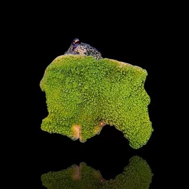 Montipora Green  kopen? | Coralandfishstore.nl