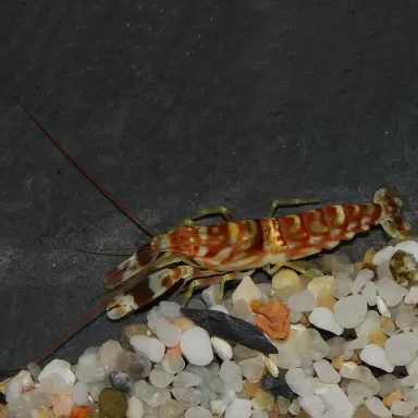 Alpheus Bellulus