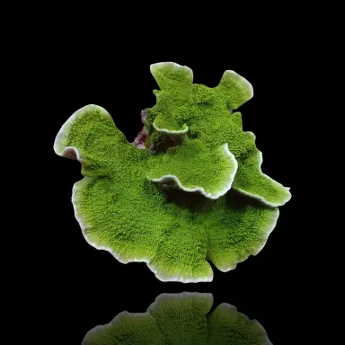 Montipora Grün