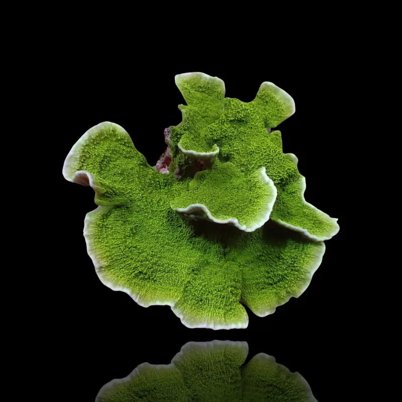 Montipora Green kaufen? | Coralandfishstore.nl Montipora Green kaufen? | Coralandfishstore.nl